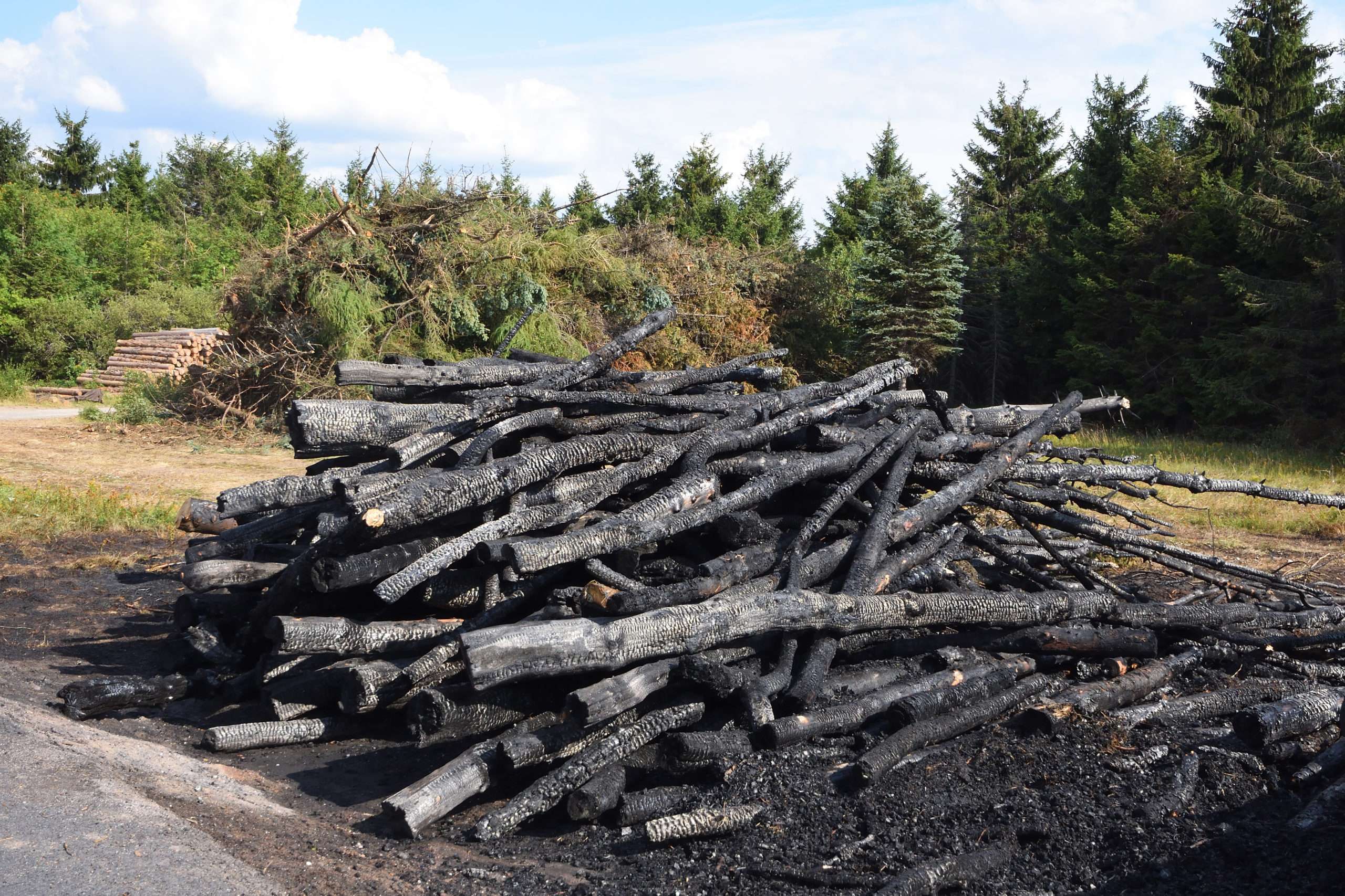 TIMBER AT TIMBER FARM SCORCHED FROM WILD FIRES
