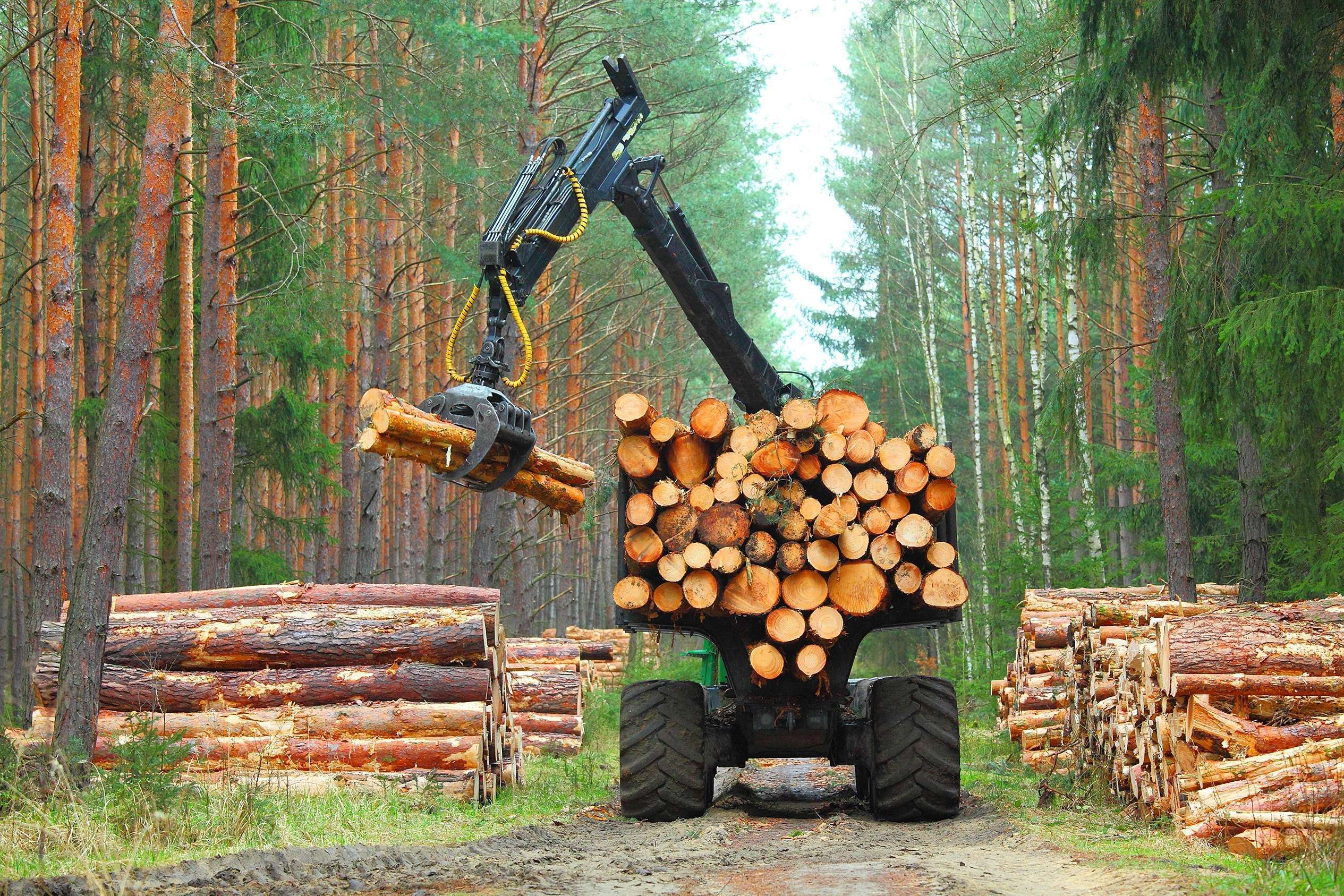 J.P. Morgan Enters Timber Industry