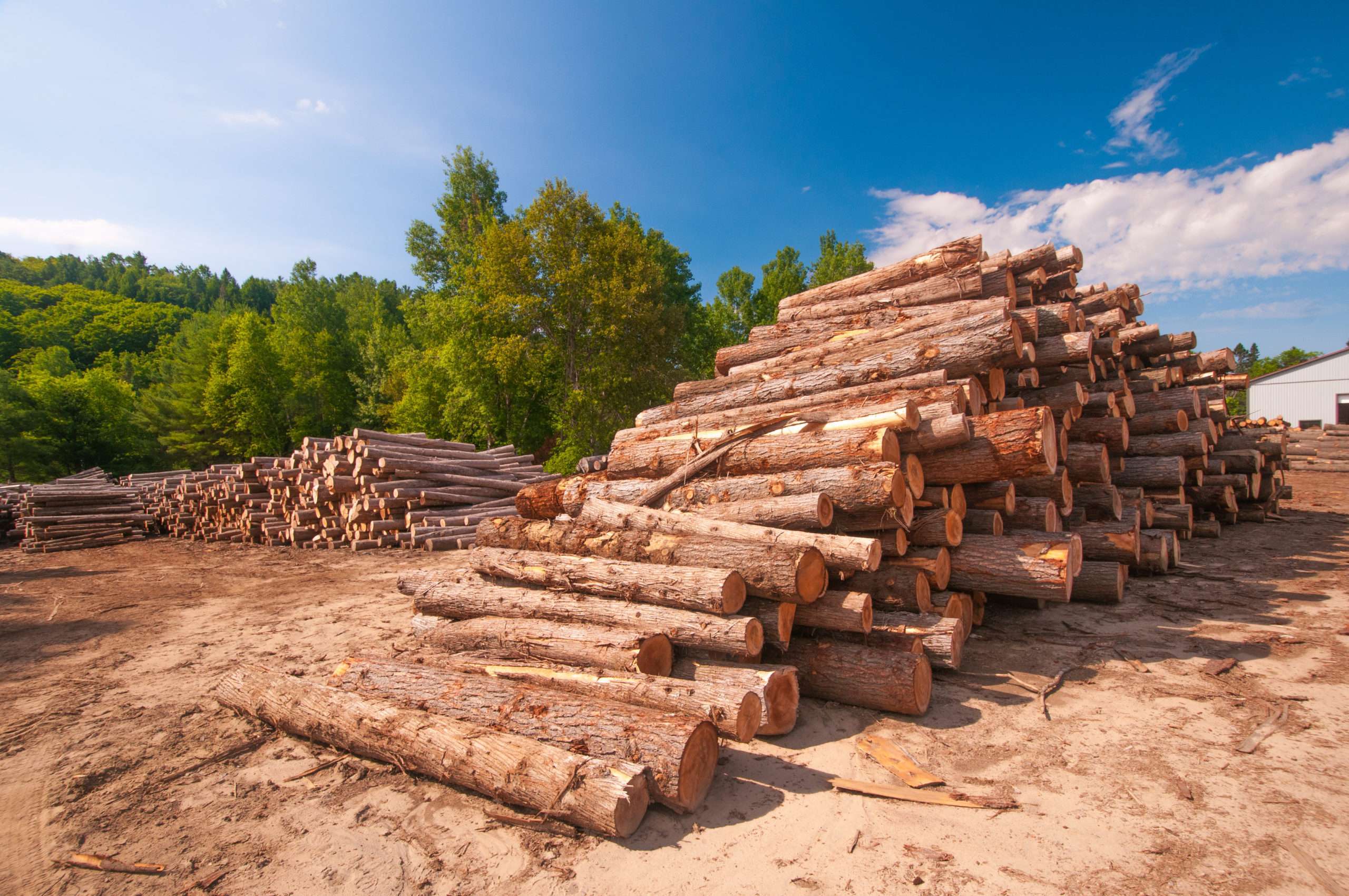 Lumber Logs For Mill